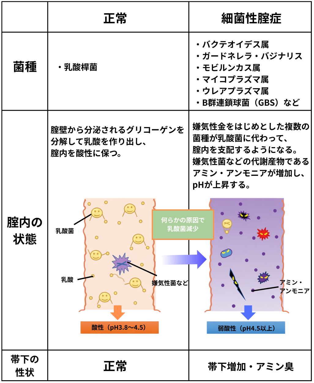 図：腟の自浄作用（病気が見えるVol.10産科 第4版. P173 図引用）